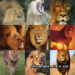 ���� 240x320 [����, Lion]